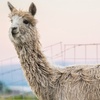 Image 2: Alpaca Encounters & Glamping Stay at Olde Life Alpacas