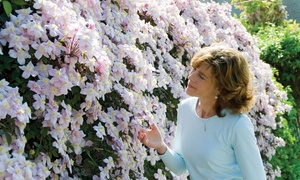 Clematis montana 'Mayleen' - ...