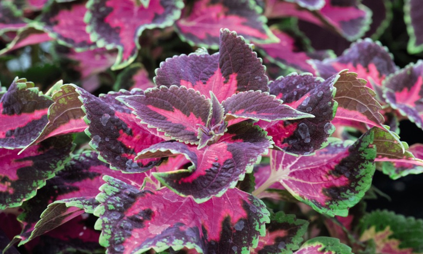 Image 2: 5 or 10 Coleus Collection Jumbo Plug Plants