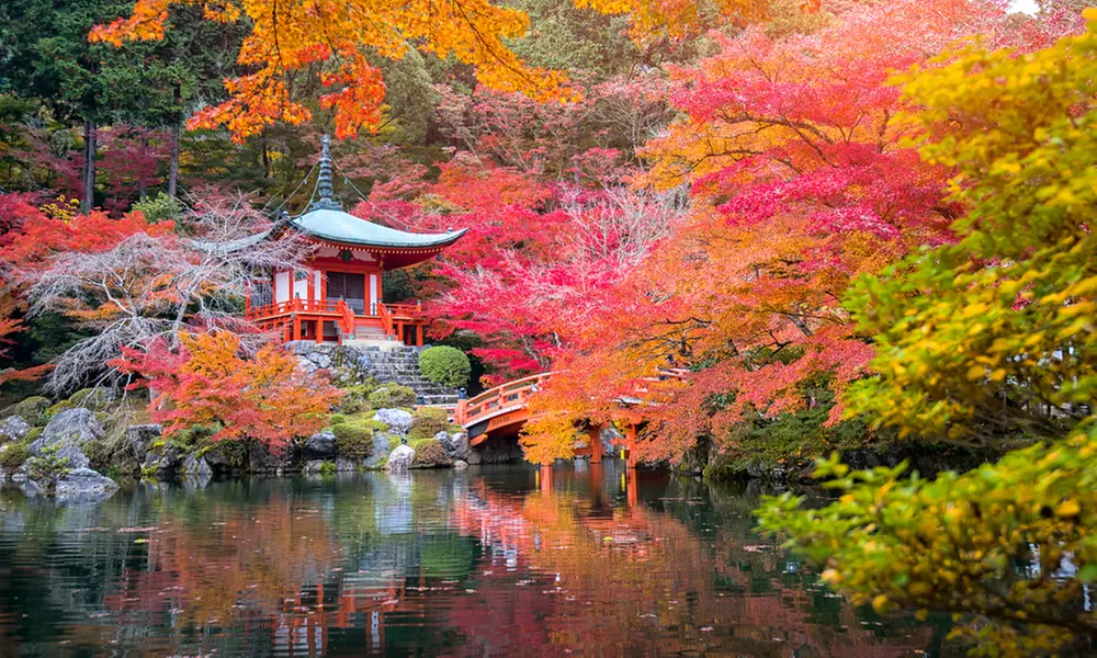 4er-Set Japanische Ahorne „Orange Dream“, „Atropurpureum“, „Butterfly“ oder „Going Green“ - Primary Image