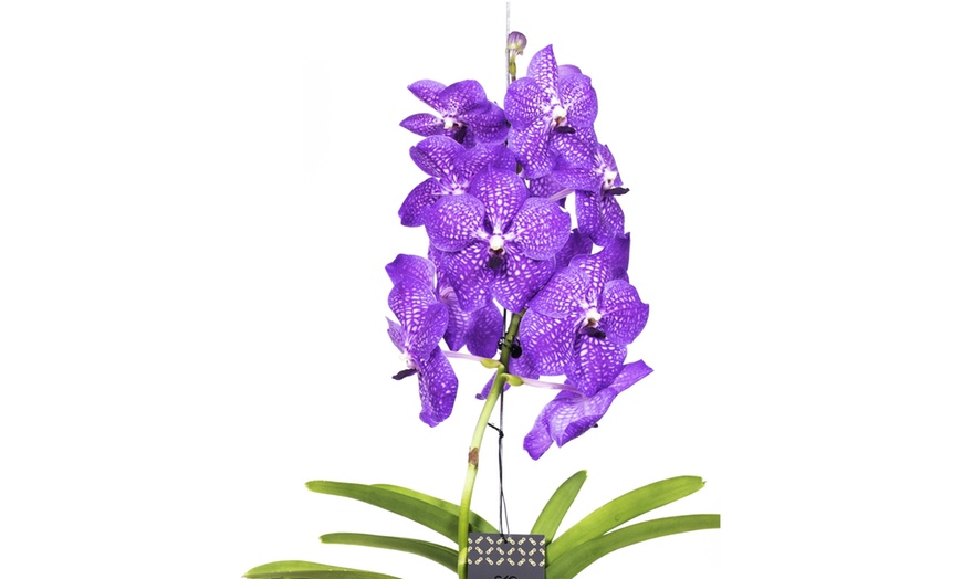 Image 3: Rootz Orchidee