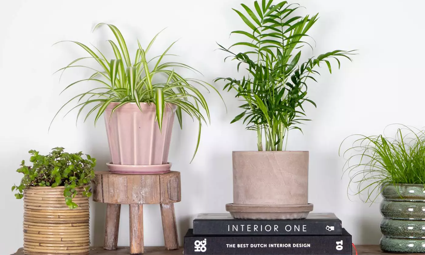 4 plantas mixtas de interior o para mascotas - Primary Image