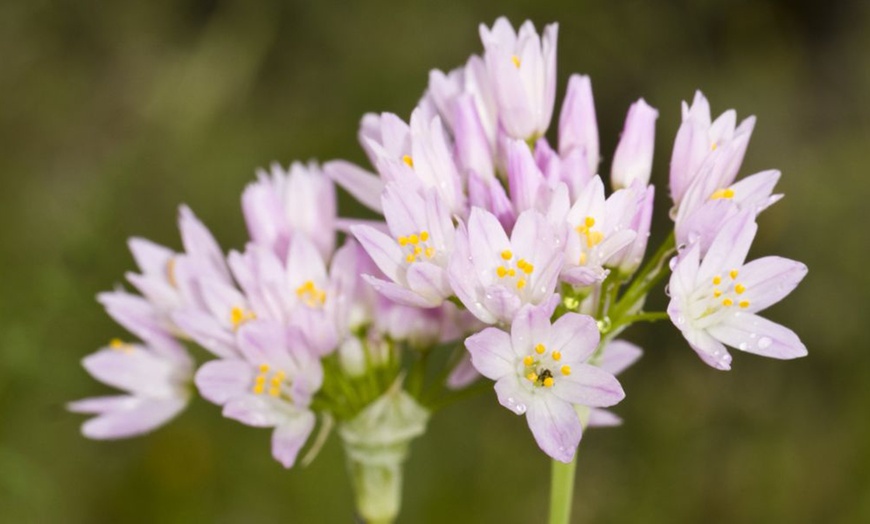 Image 6: Daffodil and Allium Bumper Bulb Collection - Up to 320 Bulbs