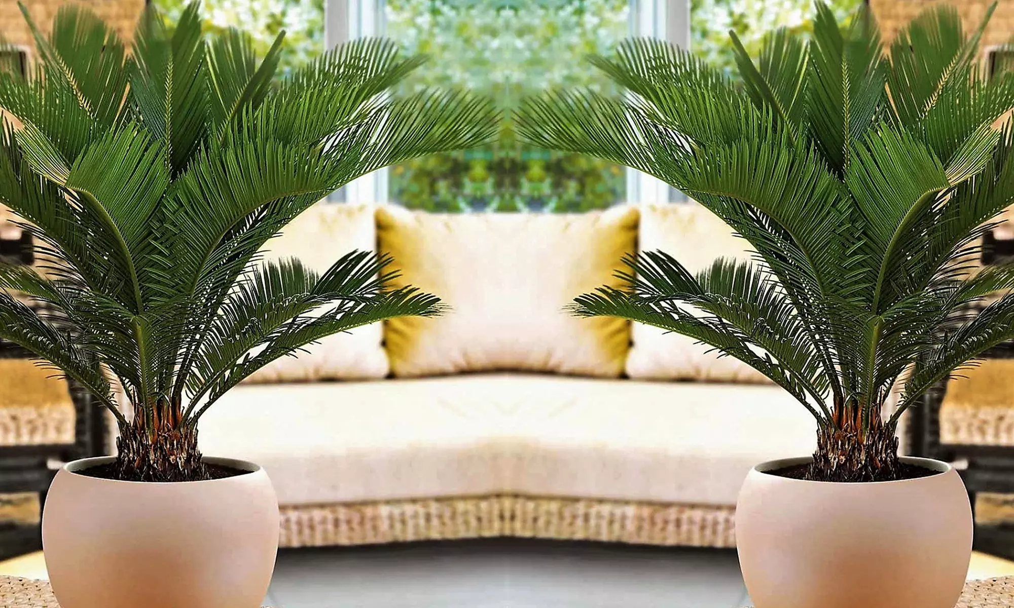 2x Japanischer Palmfarn (Cyca Revoluta)