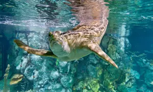 CityPASS- Save up to 50% on Admission to Top Chicago Attractions