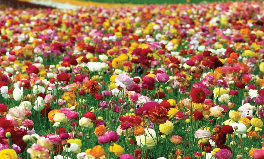 Image 2: Ranunculus Colour Mix - 50 Bulbs