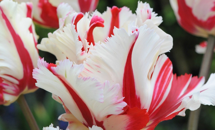 Image 5: Tulip Parrot Mixed - 16, 32 or 64 Bulbs