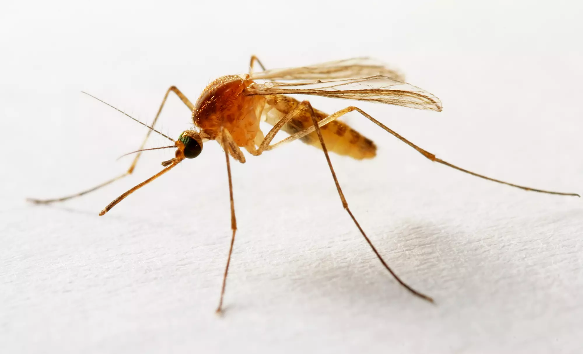 Half- or Full-Acre of Mosquito Barrier Pest Control from Mosquito Enemy (Up to 59% Off) - Primary Image
