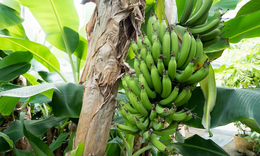 Image 1: Albero di banano da interno