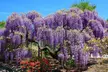 3er- oder 6er-Set Chinesische Wisteria, inkl. Versand - Second Medium
