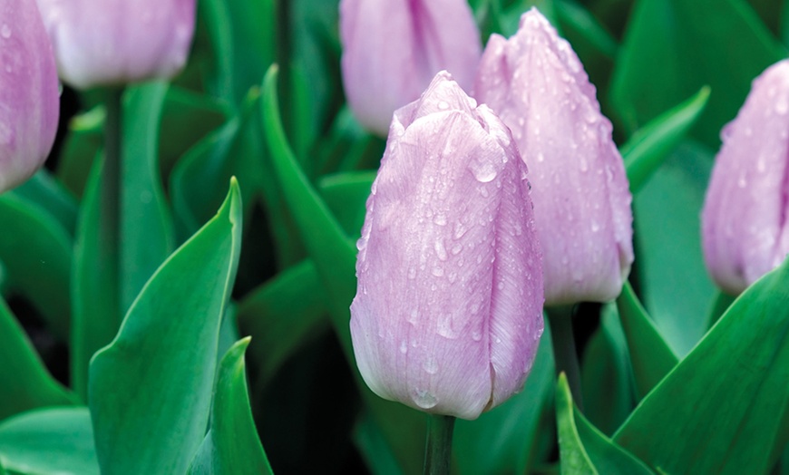 Image 10: Upto 80 Mixed Spring Flowering Tulip Collections Bulbs