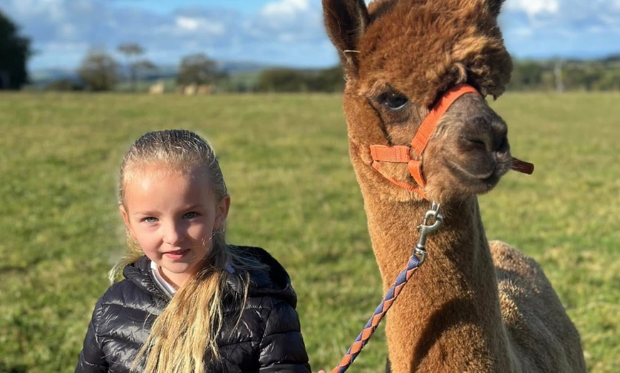 Image 9: Discover a Private Alpaca Farm Experience for a Family of 4, 5, or 6