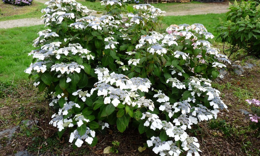 Image 12: Lot de 3 ou 6 hortensias Teller