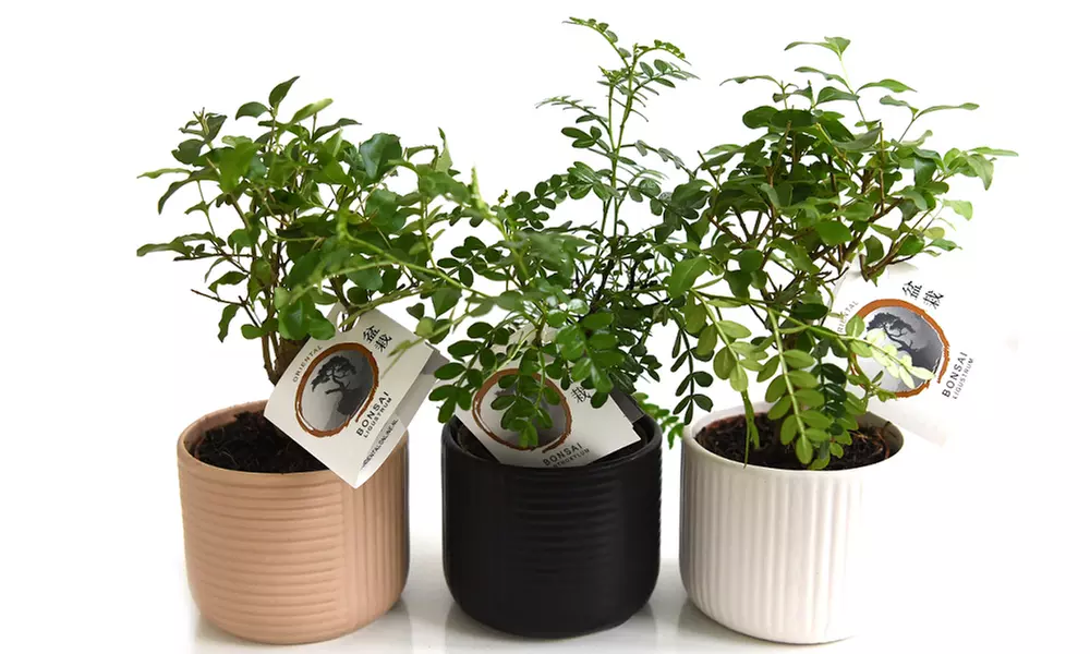 Bonsai Mix in Round Ceramic Pot - Up to 3 Plants