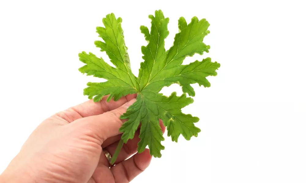 3er-Set Duftgeranien gegen Mücken