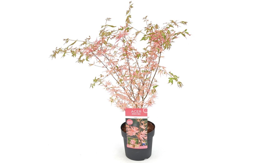 Image 6: 1 o 2 plantas de arce japonés con hojas color rosa salmón