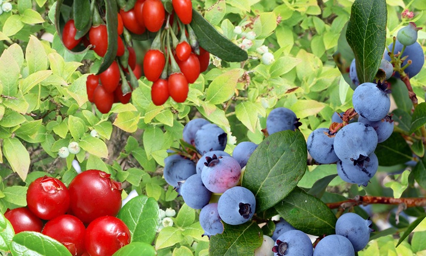 Image 1: Set de plantas de frutas