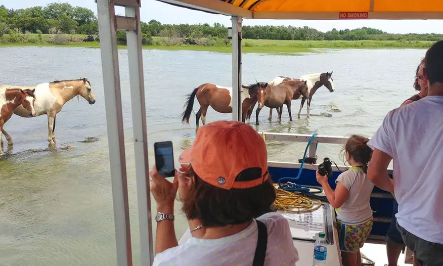 Wild Pony Watching-Nature Cruise for One Child or One Adult from Assateague Explorer (Up to 15% Off) - Second Medium