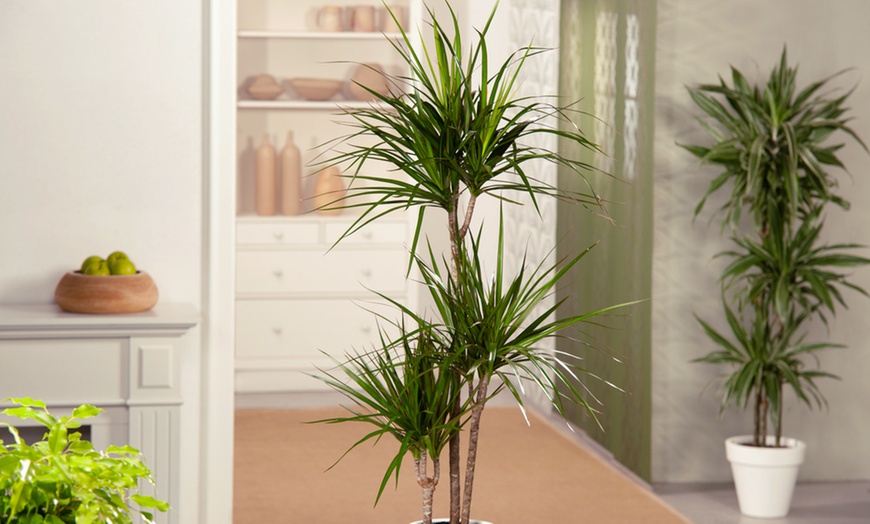 Image 1: Planta de Dracaena con maceta incluida