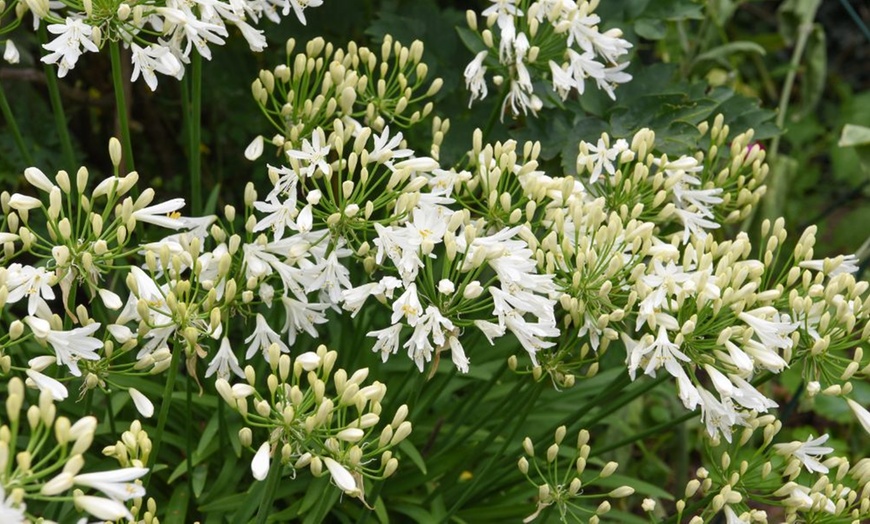 Image 5: One or Two Agapanthus Ever White Potted Plants 