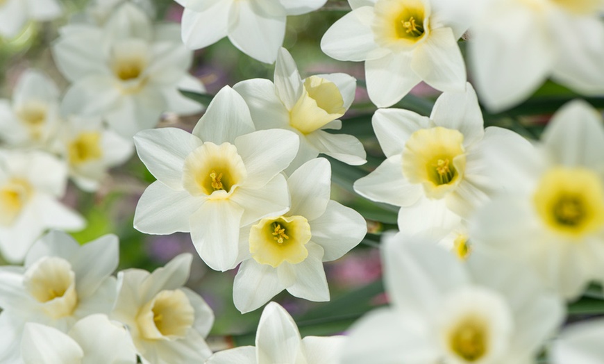 Image 6: Assortiment de 125 ou 250 bulbes de fleurs