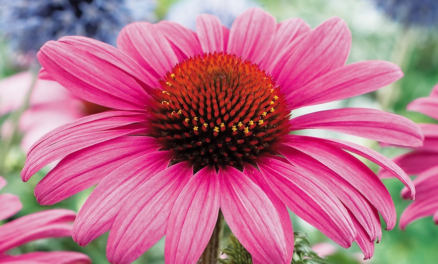 Image 13: Rainbow Perennial Collection - 72 or 144 Plants