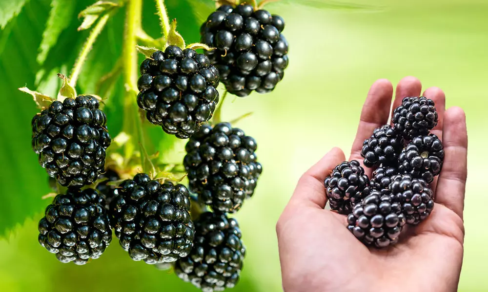 3, 6 et 12 mûriers Triple Crown, 60 cm à la livraison avec racine - Primary Image