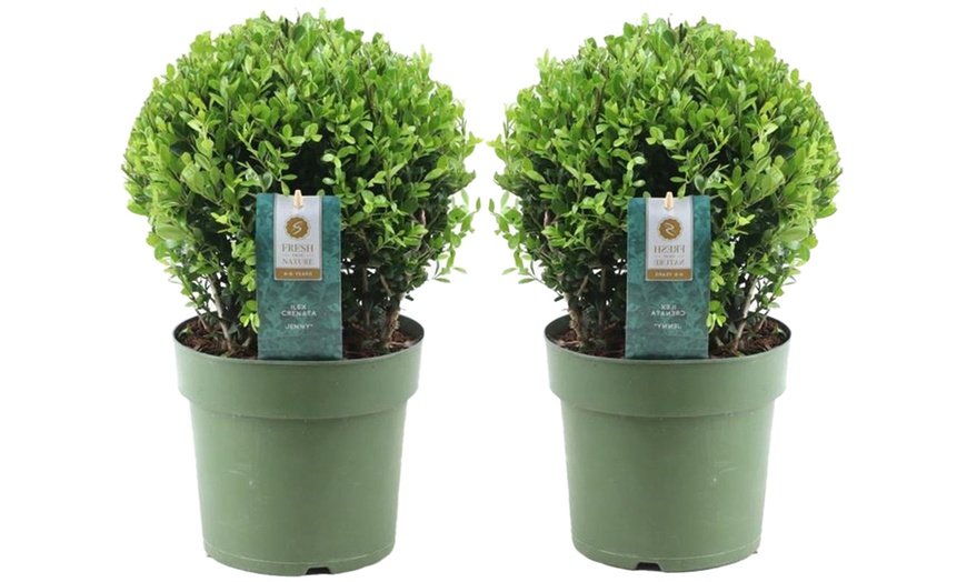 Image 6: 1x oder 2x Japanische Stechpalme "Ilex Crenata Jenny"