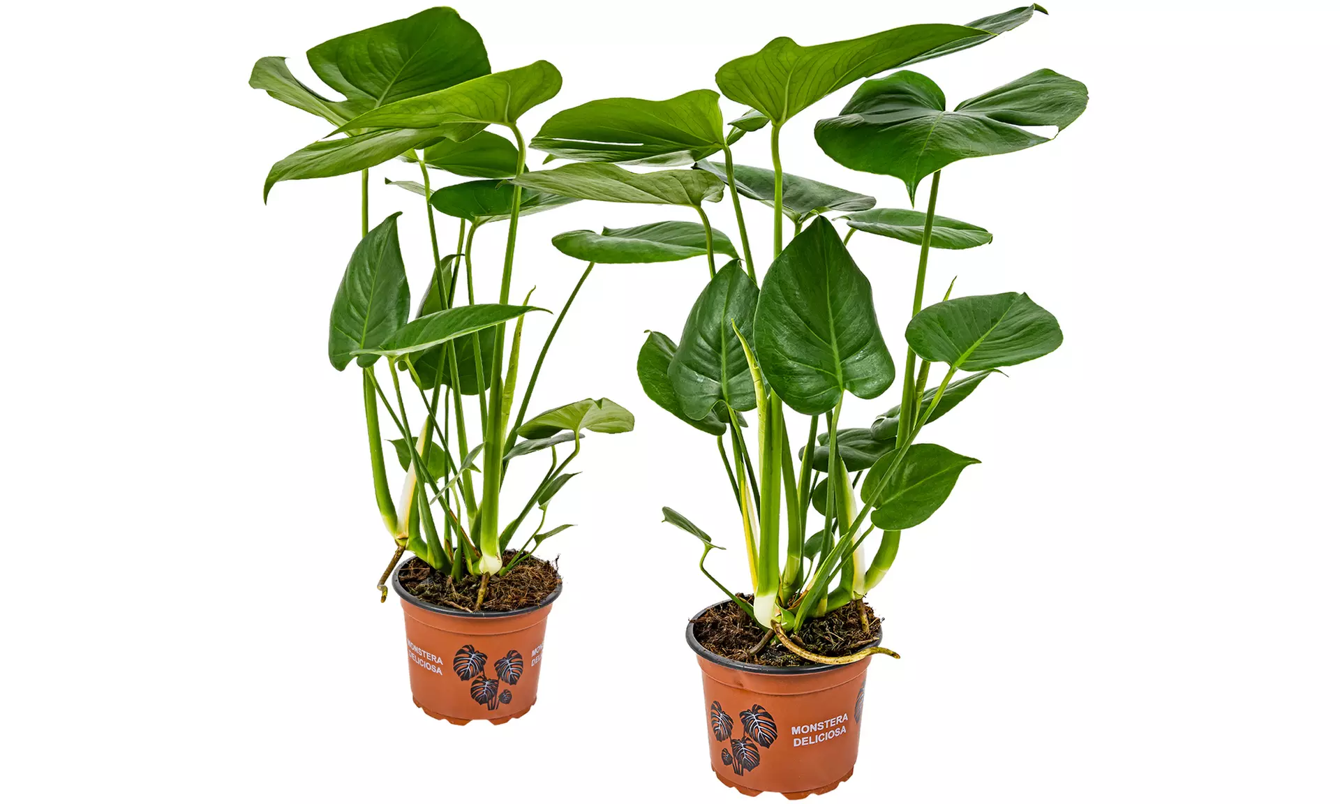 One or Two XL Monstera Deliciosa Plants - Image 7