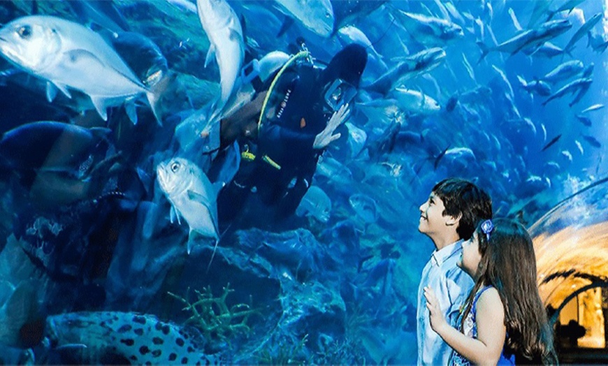 Image 2: Explore Dubai Aquarium, Underwater Zoo and Penguin Cove