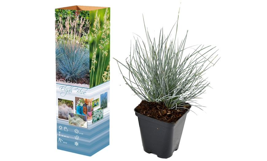 Image 3: Set de 4 u 8 hierbas de tallo azul de Gardenzo