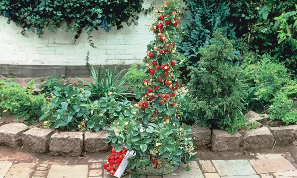 Fresas trepadoras de Europa Green