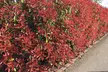 2, 4 o 6 plantas Photinia Red Robin, entregadas en maceta - Second Medium
