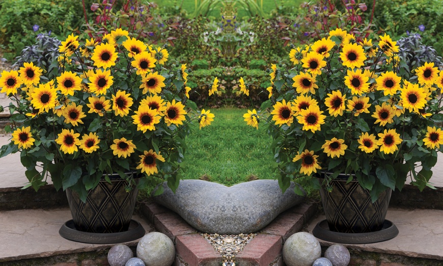 Image 1: Sunflower SunBelievable Plants