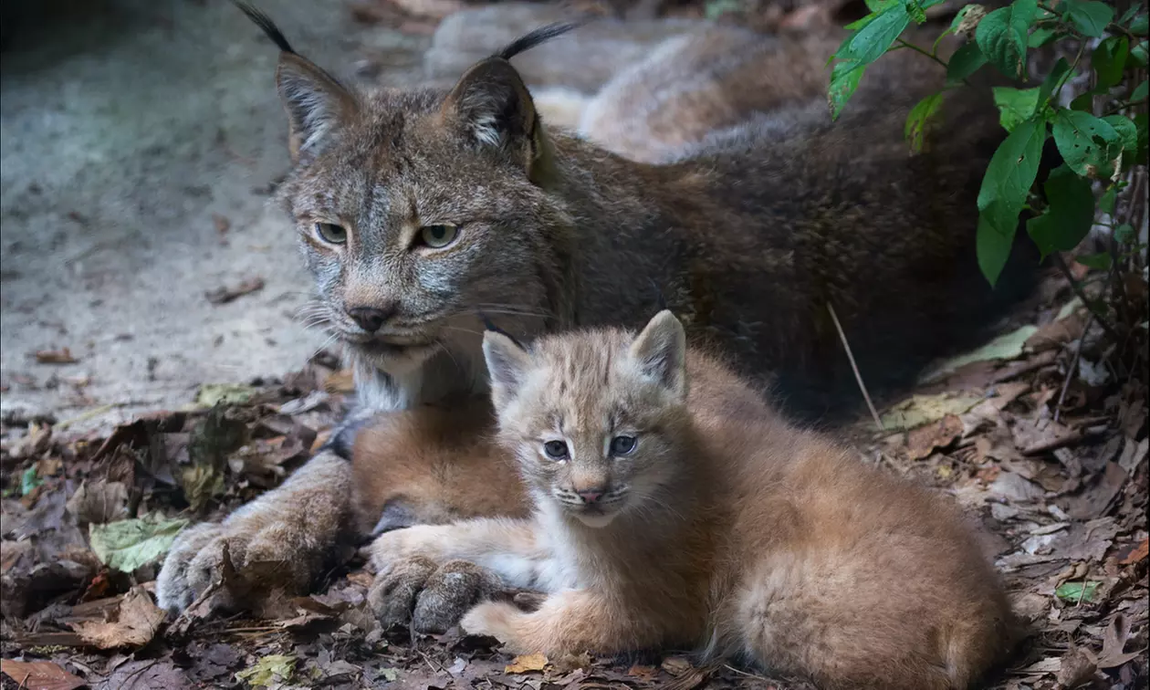 One Adult, Senior, or Child Admission to Toronto Zoo (15% Off) - Second Medium