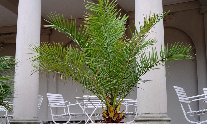 Image 1: Palmera de Canarias Phoenix 