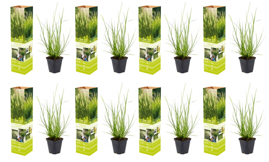 Image 4: Herbe aux écouvillons "Pennisetum alopecuroides 'Hameln'"