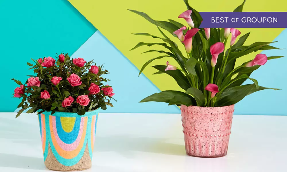 $15.50 for $30 Worth of Flowering and Potted Plants from ProPlants  - Primary Image