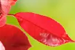 2x, 4x oder 6x Glanzmispel (Photinia fraseri) 'Red Robin' - Second Medium