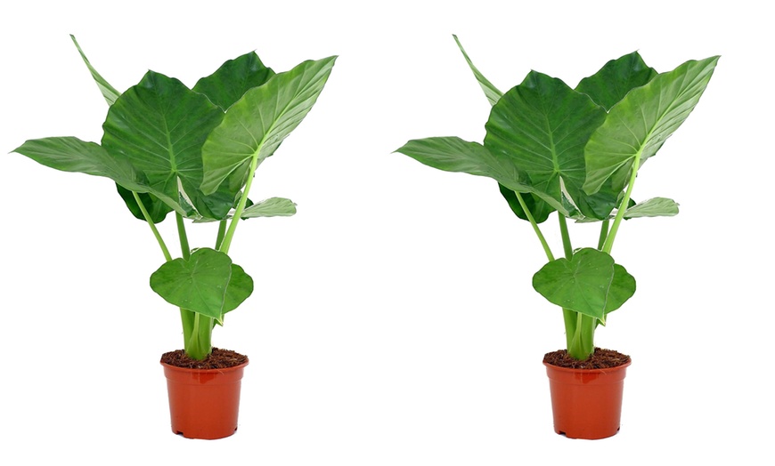 Image 8: XL Alocasia Indoor Plant