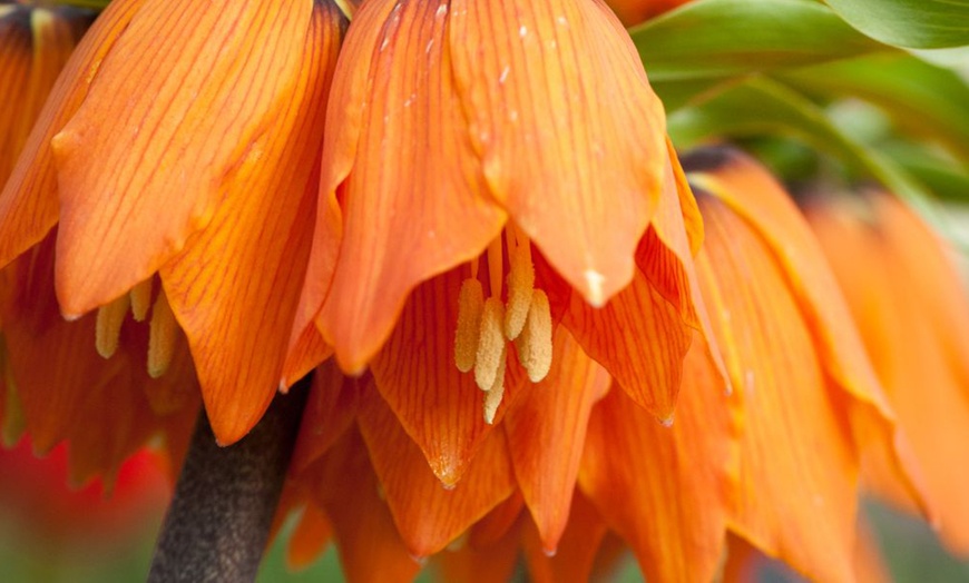 Image 6: Three or Six Fritillaria Imperialis Red Bulbs