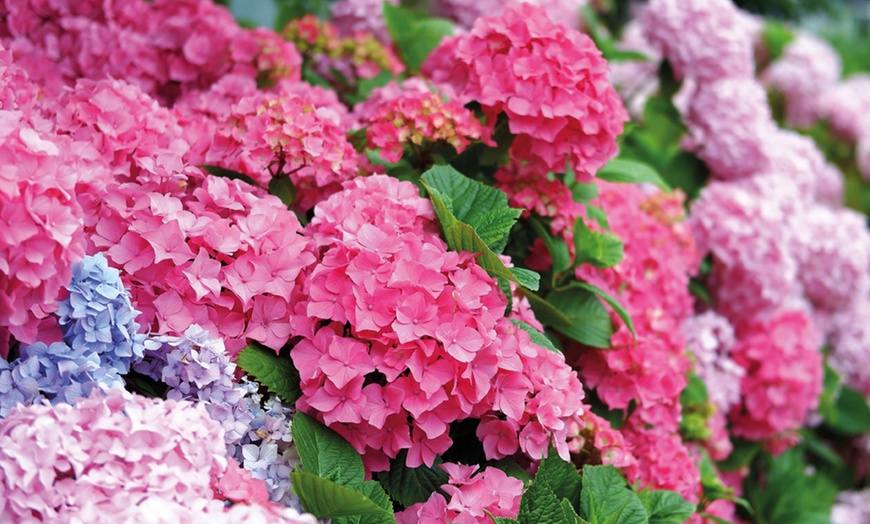 Image 1: Hydrangea Plants - Up to 4 Potted Plants