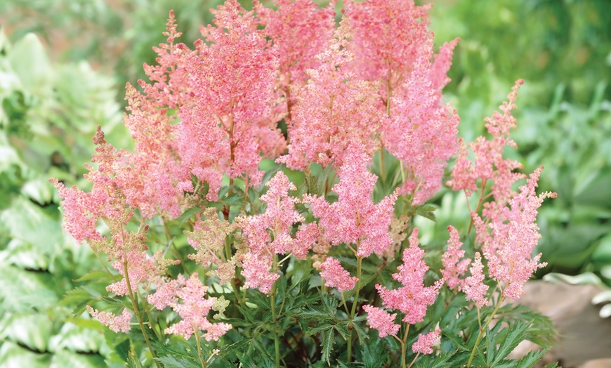 Image 2: Astilbe Giant Bare Roots