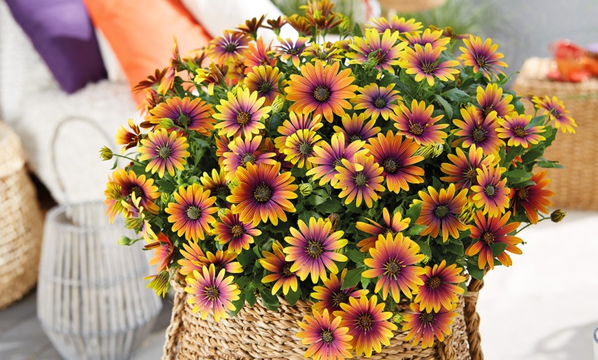 Image 2: One, Three or Six Osteospermum 'Purple Sun' Plants