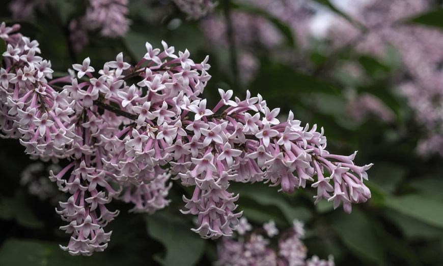 Image 4: Lilac Duo Collection 9cm Potted Plants