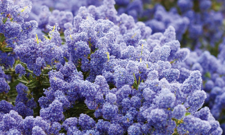 Image 2: Evergreen California Lilac Trees