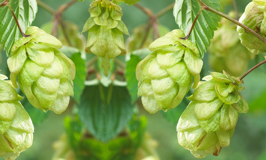 Image 1: Hop Plant