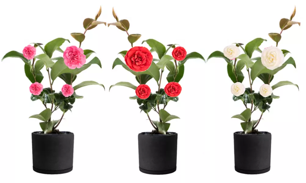 1 ou 2 lots de 3 Camélias japonais