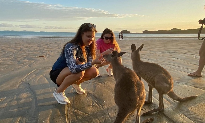 Image 1: Kangaroos on the Beach Tour