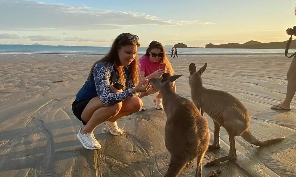 Kangaroos on the Beach Tour